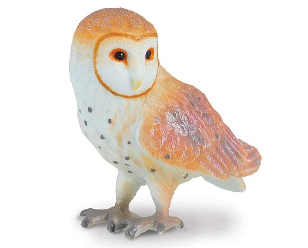 Barn Owl