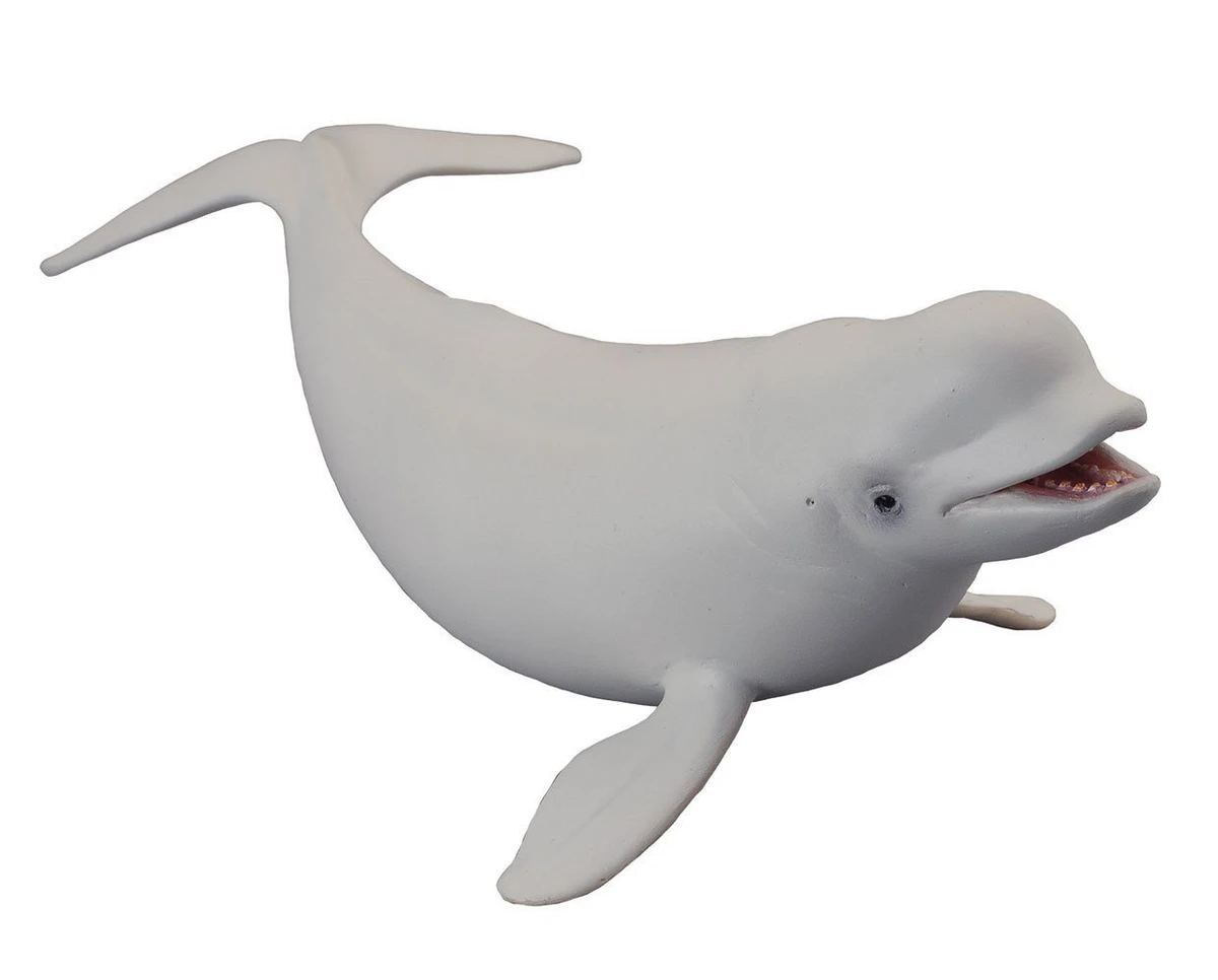 Beluga Whale