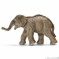 Asian Elephant Calf