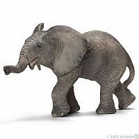 African Elephant Calf