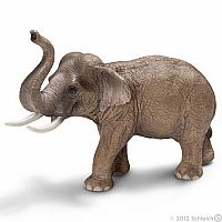 Asian Elephant Male