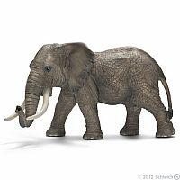 African Elephant Male