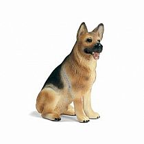 German Shepherd Male