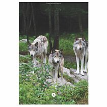 RANGER RICK WISH I WERE WOLF  - Jennifer Bove