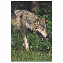 RANGER RICK WISH I WERE WOLF  - Jennifer Bove