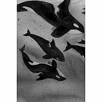 WHALE OF THE WILD  --Rosanne Parry  Lindsay Moore