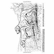 Favorite Dogs Coloring Book