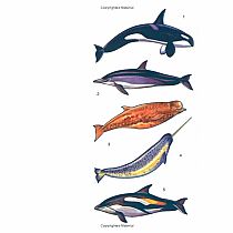 Whales and Dolphins Tattoos