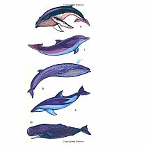 Whales and Dolphins Tattoos