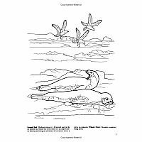 Arctic and Antarctic Life Coloring Book