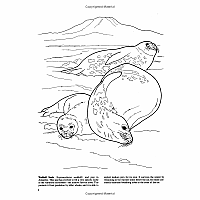 Arctic and Antarctic Life Coloring Book