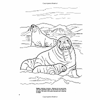 Arctic and Antarctic Life Coloring Book