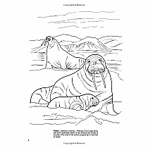 Arctic and Antarctic Life Coloring Book