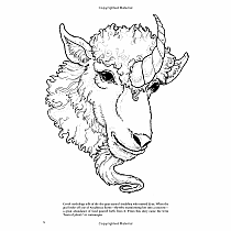 Unicorns Coloring Book