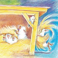 Sheep Go to Sleep --Nancy E. Shaw  Margot Apple