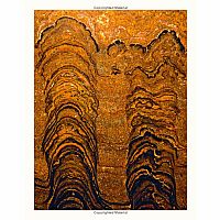 DINOISAURS  PREHISTORIC LIFE  -Anusuya Chinsamy-Turan  Angela Rizza  Daniel Long