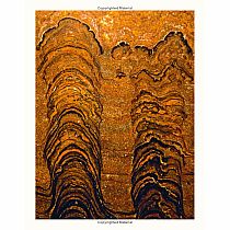 DINOISAURS  PREHISTORIC LIFE  -Anusuya Chinsamy-Turan  Angela Rizza  Daniel Long