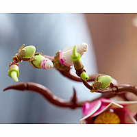 LEGO MAGNOLIA BRANCHES