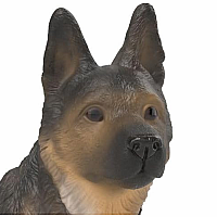 German Shepherd Male