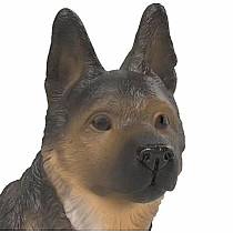 German Shepherd Male