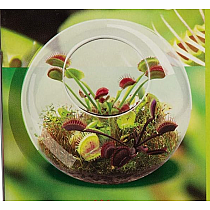 FLYTRAPS