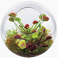 FLYTRAPS