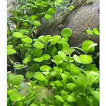 WATERPLANTS