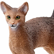 Abyssinian Cat
