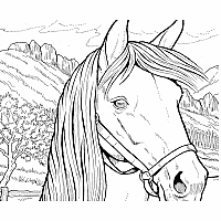 Creative Haven Great Horses Coloring Book