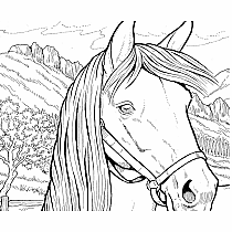 Creative Haven Great Horses Coloring Book