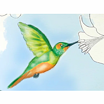 WATERCOLOR JOURNAL FAUNA