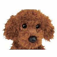 GINGER MINIATURE POODLE