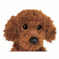 GINGER MINIATURE POODLE