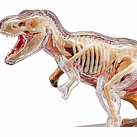 4D Vision T-Rex Anatomy