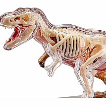 4D Vision T-Rex Anatomy