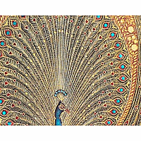 PB MIDI LINED HAFIZ PEACOCKS