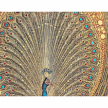 PB MIDI LINED HAFIZ PEACOCKS