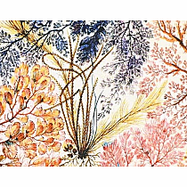 PB MIDI UNL FLEX ANENOME