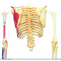 4D Human Anatomy Skeleton Model