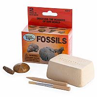 Fossils Mini Dig Kits