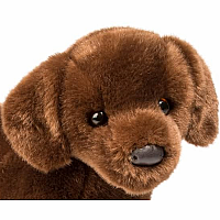 Cocoa Chocolate Lab