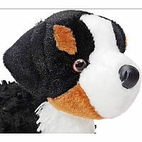 Miranda Bernese Mountain Dog