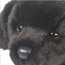 Bear Black Lab