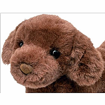 Sylvia Chocolate Lab