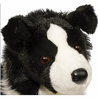 Chase Border Collie