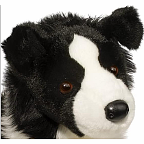 Chase Border Collie