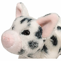 Black Spotted Pig