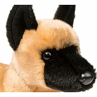 Klaus Belgian Malinois