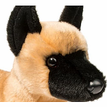 Klaus Belgian Malinois