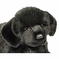 Jake  Black Lab
